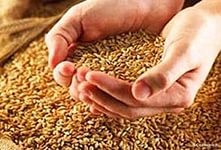 Россия начнет закупку зерна со второй половины сентября